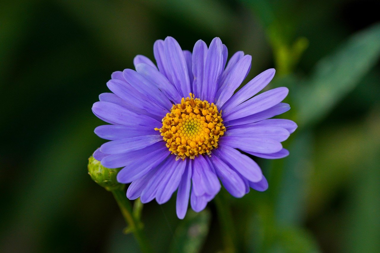 How to Grow Edible Flowers in Your Garden